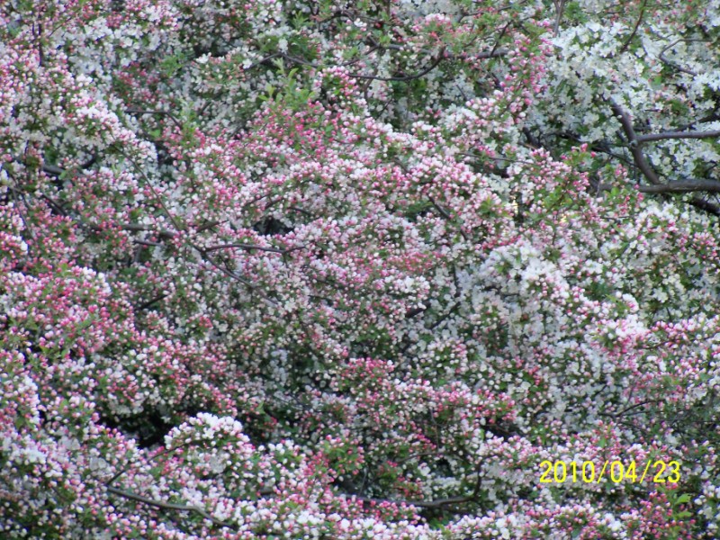 100_0390 [800x600].JPG